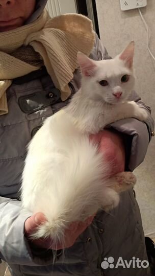 Котенок 3 месяца ангора