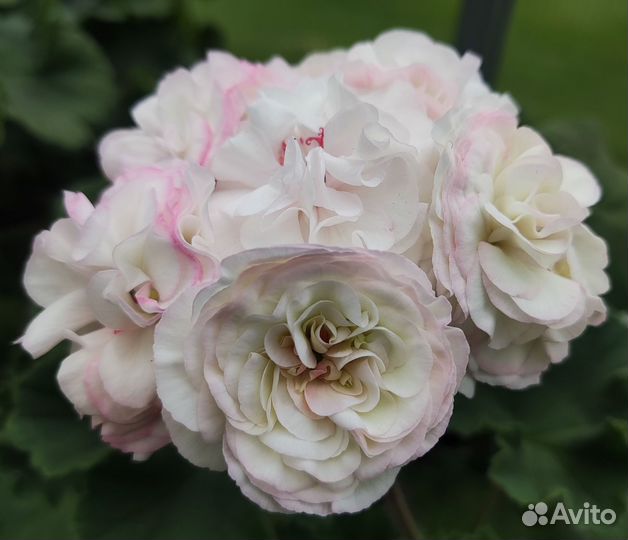 Пеларгония герань