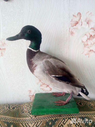 Чючела селезней