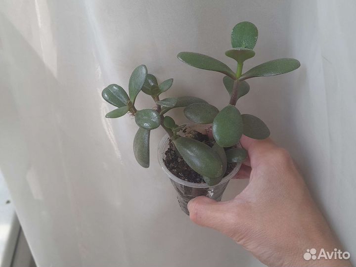 Крассула толстянка (денежное)