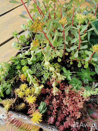 Почвопокровные растения