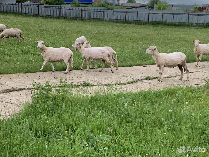 Овцы, Бараны