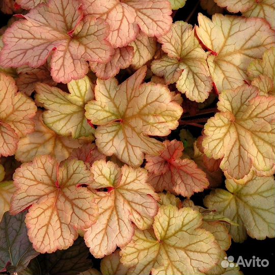 Гейхера Пино Гри (1 корневище в горшке р9). Darwi