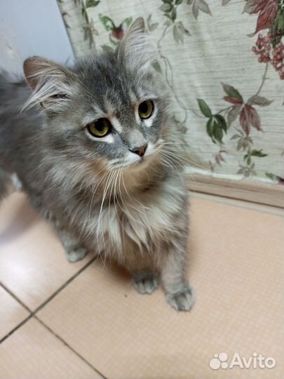 Мальчик кот подросток