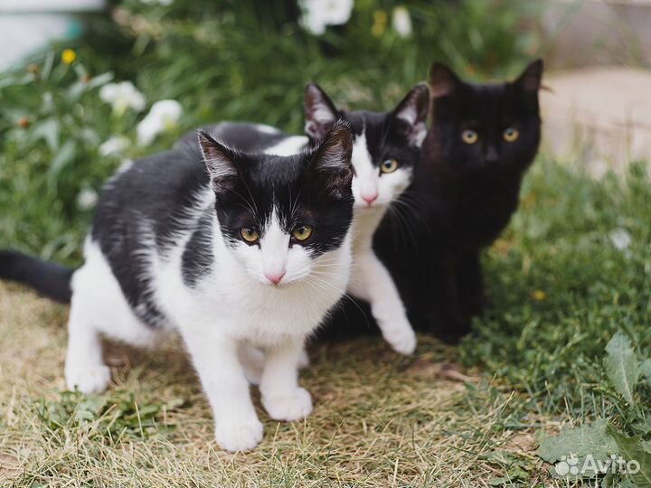 Отдаем сладких котиков за шоколадку