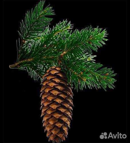 Кусты малины,каштаны,ели,дубы,облепиха,лесная мали