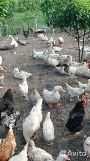 Молодняк птицы