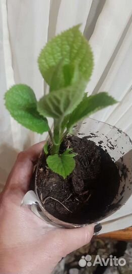 Гортензия анабель