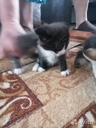 Бенгальские котята