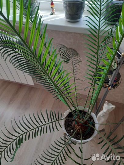 Цикас(саговая пальма)