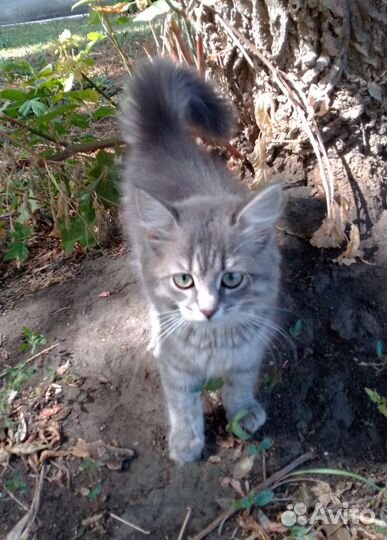Котята
