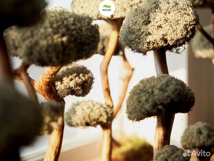 Дерево бонсай живое