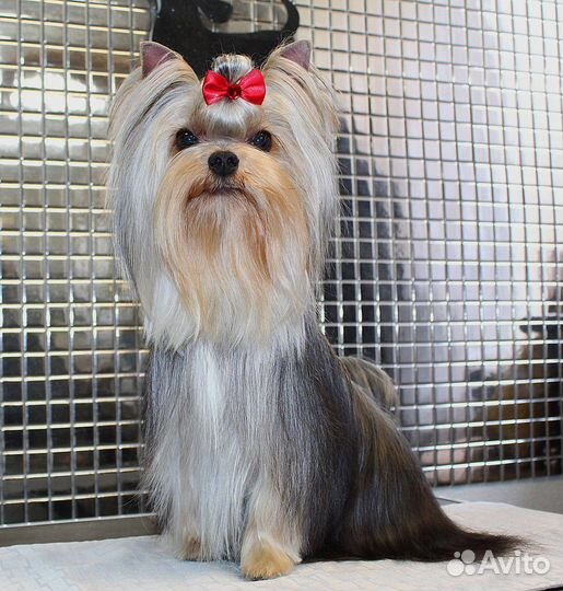 Йоркширский терьер вязка