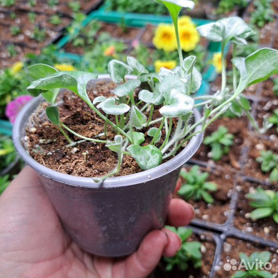 Дихондра серебристая Silver Surfer