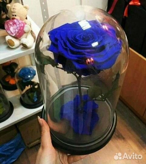 Роза в колбе Кинг (Экстра)