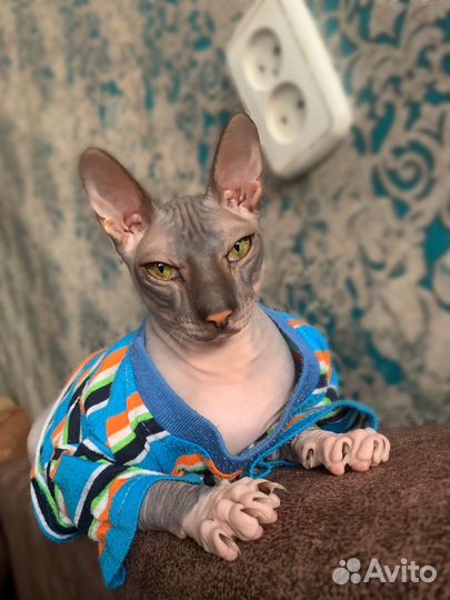 Донской сфинкс