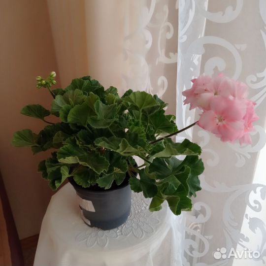 Герань пеларгония