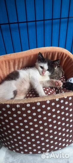 Ляля ждет родителей