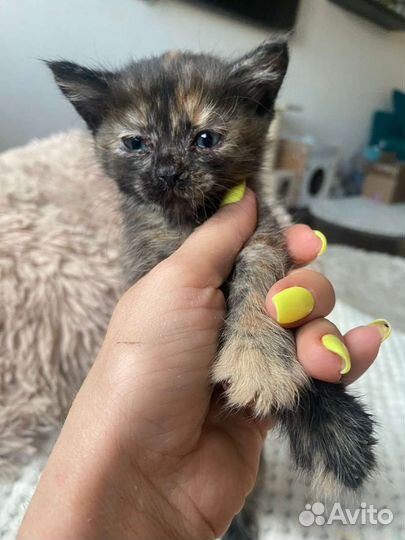 Котята в добрые руки бесплатно