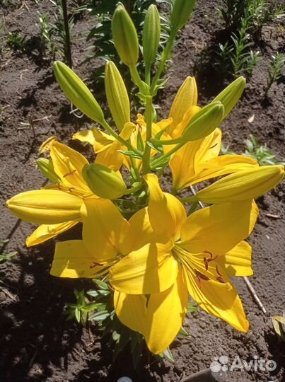 Цветы. Лилии