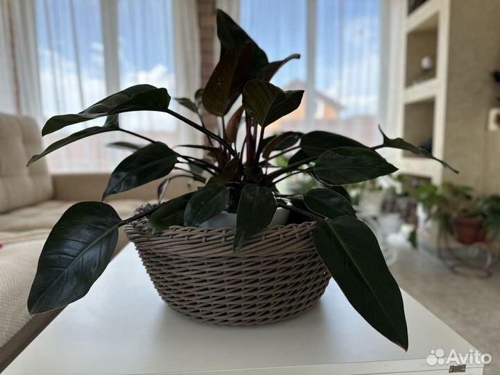 Кашпо для цветов напольное