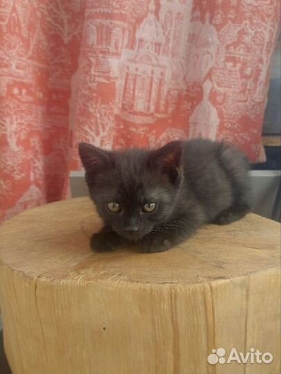 Котенок в добрые руки