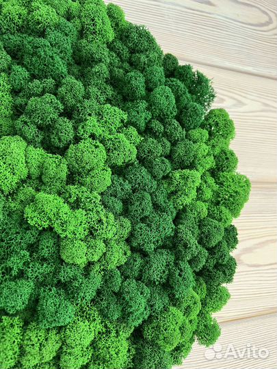 Панели из стабилизированного мха