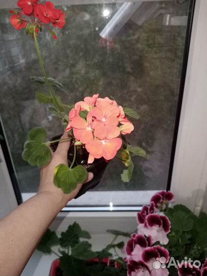 Пеларгония зональная