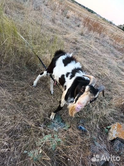 Альпийский козёл и ламанчи