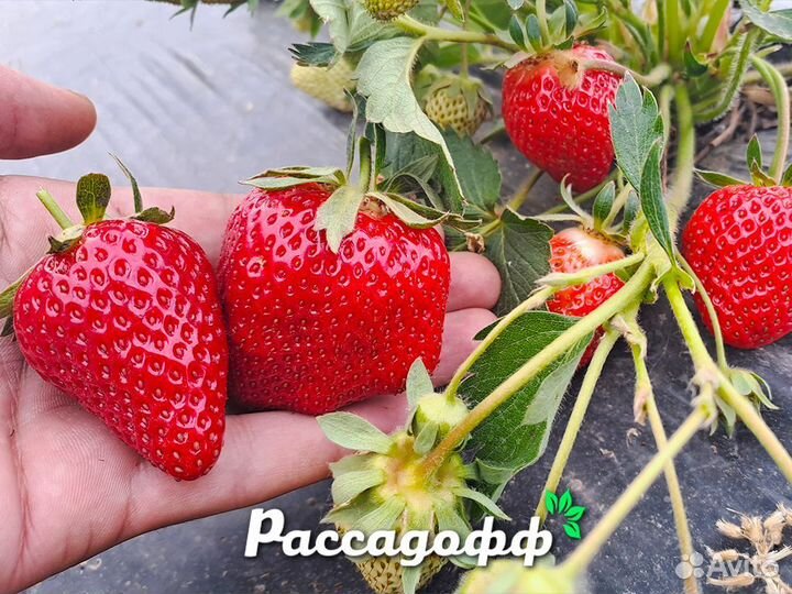 Рассада клубники. Опт от 64 шт