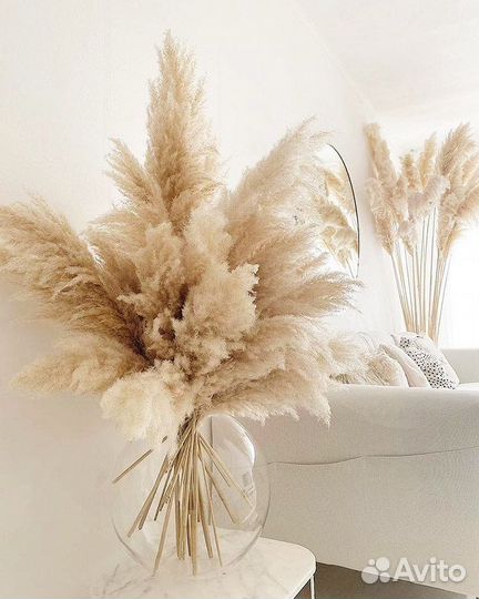 Пампасная трава