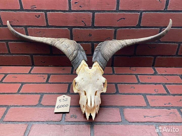 Череп козла