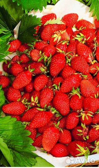 Саженцы земляники комнатной