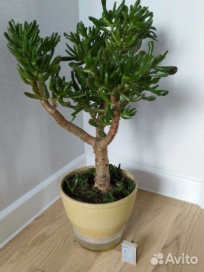 Крассула Хоббит суккулент толстянка