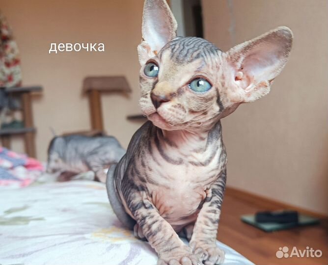 Канадский сфинкс котенок