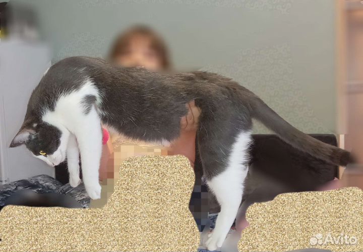 Кот кастрированный