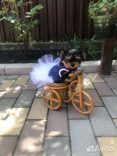 Йоркширский терьер