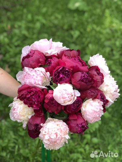 Пионы букет