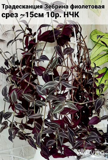 Рео, традесканции, церопегия Вуда