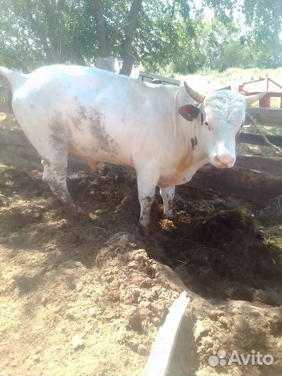 Быки сементал