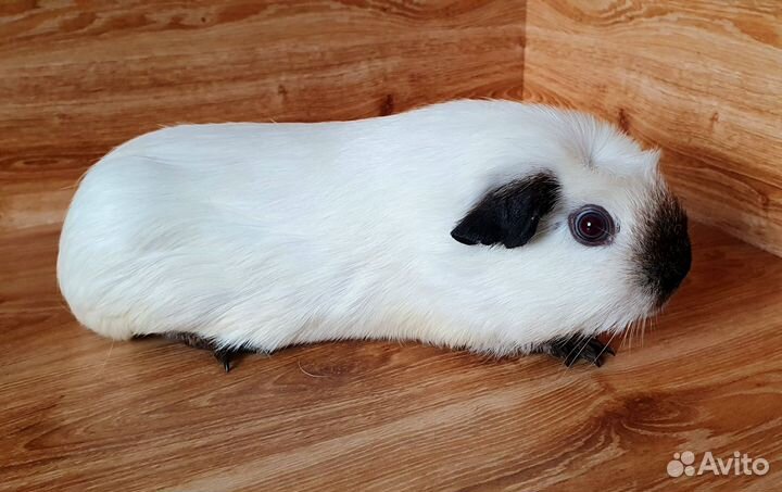 Морская свинка. Девочка