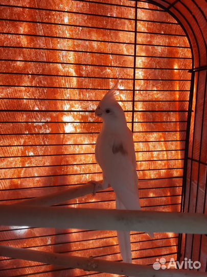 Попугай корелла мальчик