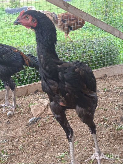 Петушки породы Дакан (Куланг)