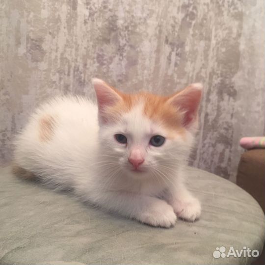 Котенок