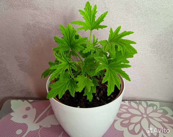 Душистая пеларгония герань