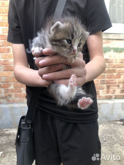 Котята
