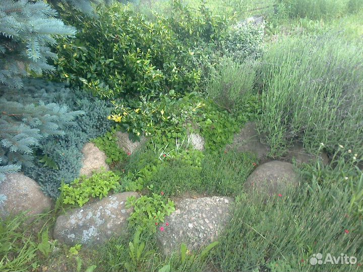 Ландшафтный дизайн -Бересклеты. Ромашки