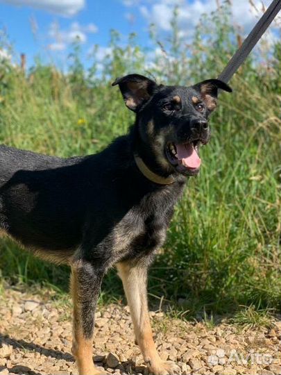 В дар собака Триша