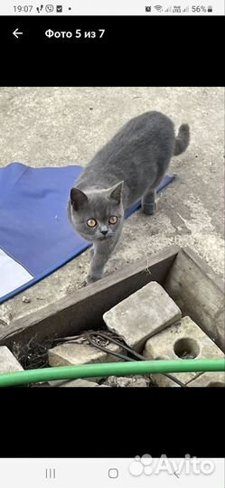 Британка-потеряшка