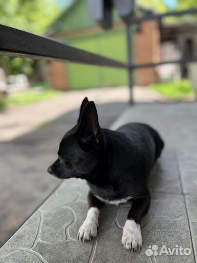 Вязка пинчер